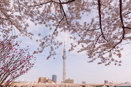 1/800 秒 (f / 8.0)  12 mm